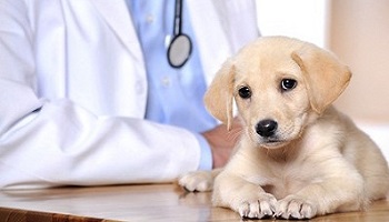 Lourde peine pour la personne qui a volé le chien et pour la vétérinaire qui l'a piqué !