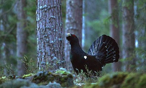 Pour le classement du Grand Tétras en tant qu'espèce protégée en France
