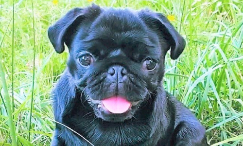 Stop aux manipulations génétiques sur les chiens de race !