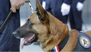 Pour la chienne Diesel, abattue par des terroristes