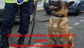 Hommage à Diésel, fière soldat morte pour la patrie ce 18 novembre