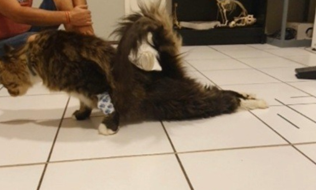 Peine exemplaire pour le Serial tueur de chats de Reyrieux (Ain)