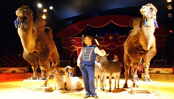Non au cirque avec animaux sur la commune d'Hersin-Coupigny