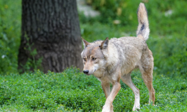 Non à l'abattage du loup en Creuse