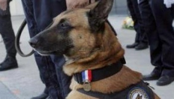 Hommage national à Diesel, policier du RAID