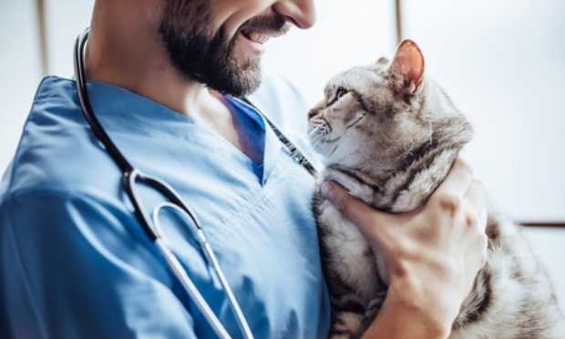 Stop à la surfacturation vétérinaire !