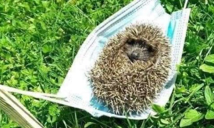 Pour la fermeture de classe pour cause de covid au lycée Paul Constants