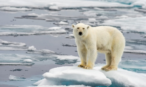 Réchauffement climatique : il y a urgence pour les animaux