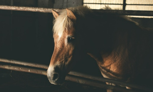 STOP A LA COMMERCIALISATION DE LA VIANDE CHEVALINE !!