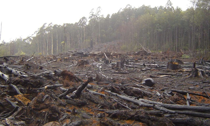 NON À LA DÉFORESTATION !!!