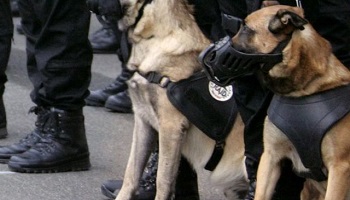 Citation à l'ordre de la Nation pour Diesel la chienne de police abattue lors de l'assaut de St Denis