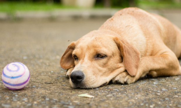 Justice pour mon chien Pilou, abattu froidement sur notre propriété