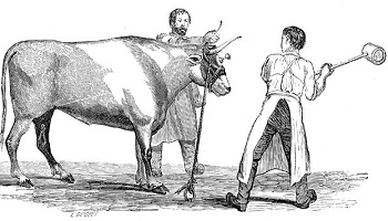 Le refus de l'abattage hallal systématique dans les abattoirs ou la fermeture de ceux-ci