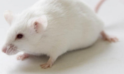 Disons STOP à l'euthanasie des animaux de laboratoire !!