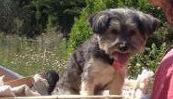 Aidez-nous à retrouver la chienne Lily-Rose