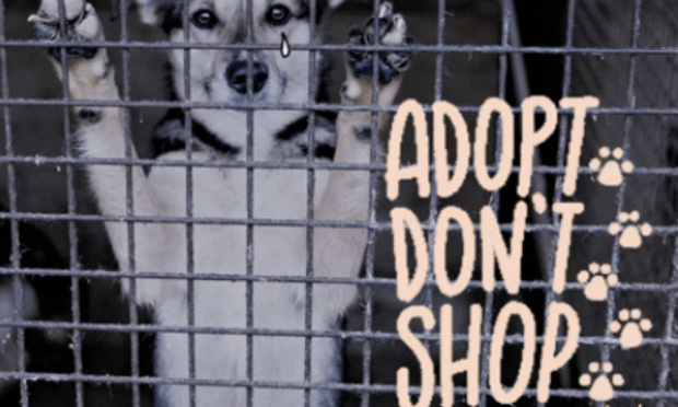 Pour l'arrêt des salons du chiot et du chaton organisés par event's.com