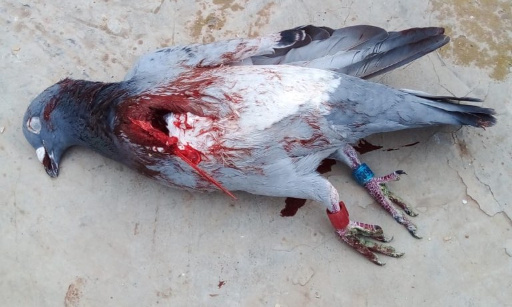 NON au braconnage du pigeon voyageur