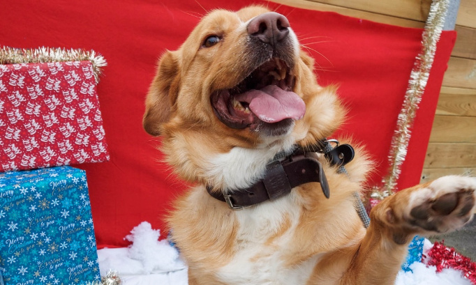 URGENT : Trouvons une famille pour Hugo !