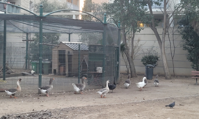 Sauvons les animaux du parc pré sandin
