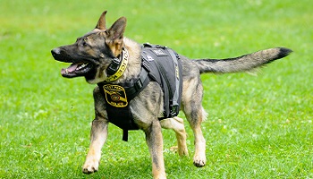 Gilet pare-balles pour les chiens d'assaut