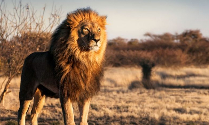 Pour que les animaux vivent dans de bonnes conditions !