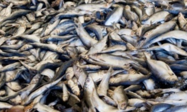 STOP A LA SURPECHE !