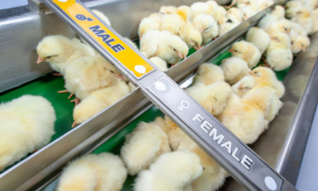 Stop au broyage des poussins mâles !