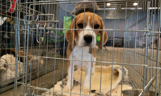 STOP AU MASSACRE DES BEAGLES ET DES SOURIS DE GANNAT