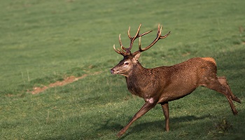 L'arrêt définitif de la chasse