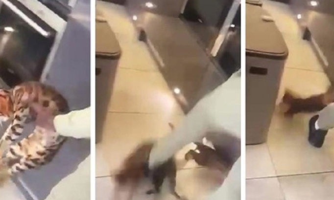 Pour que le footballeur Kurt Zouma soit jugé pour ses actes de cruauté animale !