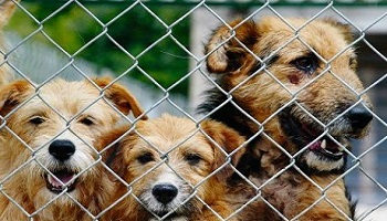 Sauvons les animaux de Guadeloupe