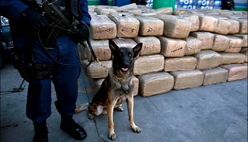L'interdiction d'utilisation des animaux renifleurs de bombes