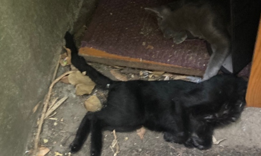 Justice pour les chats persécutés de Bois-Colombes !