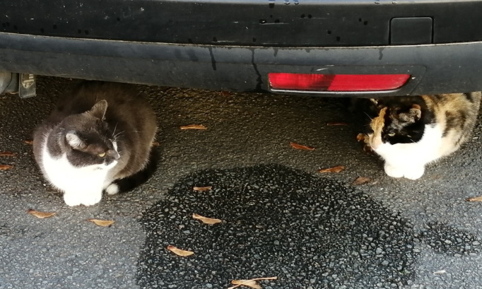 Oui à la protection des chats libres de mon quartier !