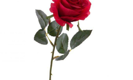 P&eacute;tition pour faire distribuer les roses en classes
