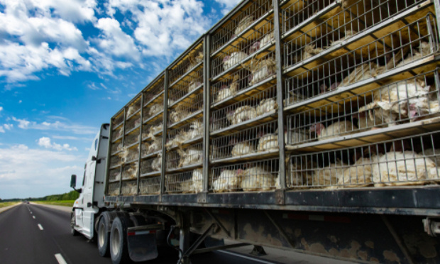 Pour le respect des animaux, les respecter c'est respecter la planète entière
