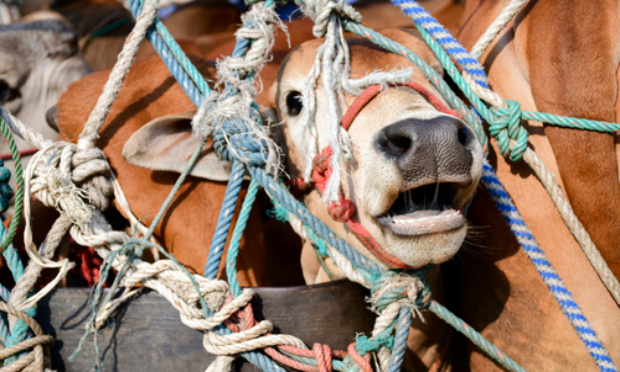 Pour une amélioration du transport et de la mise à mort du bétail