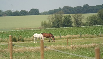 Sauvez les chevaux pour éviter l'abattoir !