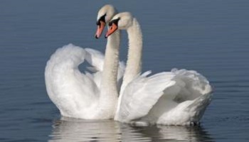 Ne permettez pas l'abattage de cygnes tuberculés en Suisse en vue d'une régulation de l'espèce!