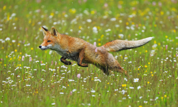 Non à la chasse aux présidentielles