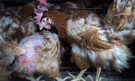 Végan Impact : Justice pour les associations qui dénoncent les maltraitances animales