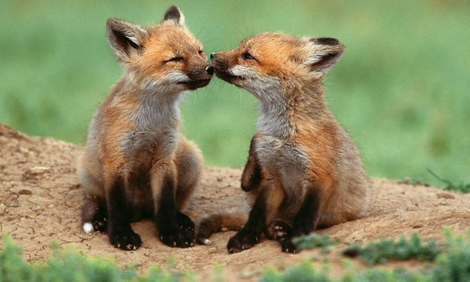 REFUSONS L'ABATTAGE DES RENARDS VOULU PAR LE GIC DU LAURAGAIS (31)
