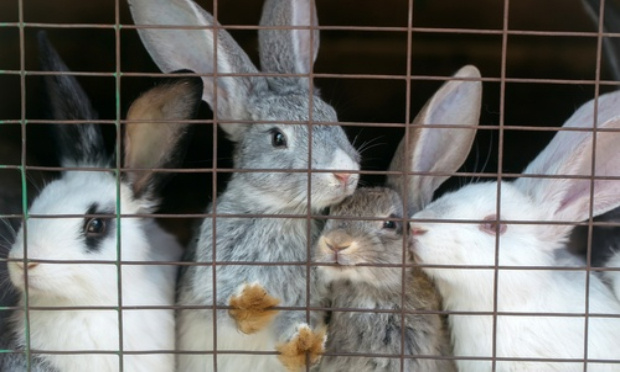 Il faut cesser les ventes d’animaux en animalerie !