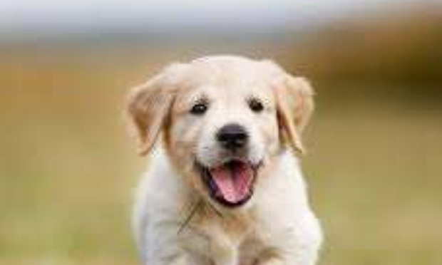 Le bien être animal doit compter dans la présidentielle !