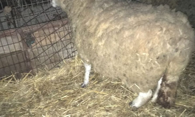 URGENCE ! DES MOUTONS MALTRAITÉS À LA FERME DE L'HORREUR ET PERSONNE NE BOUGE !