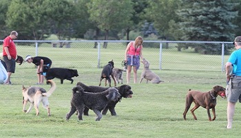 Ouvrir un parc canin sur Istres