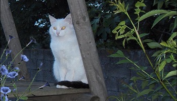 Retrouver mon chat que l'on m'a volé