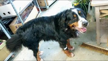 Trouver le coupable du tir à bout portant sur Firmin