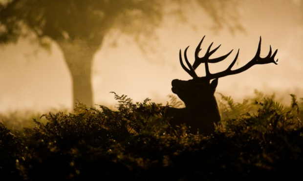 Limiter la chasse à 2 jours par semaine