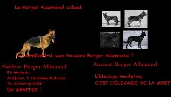 Stop à l'élevage canin moderne !